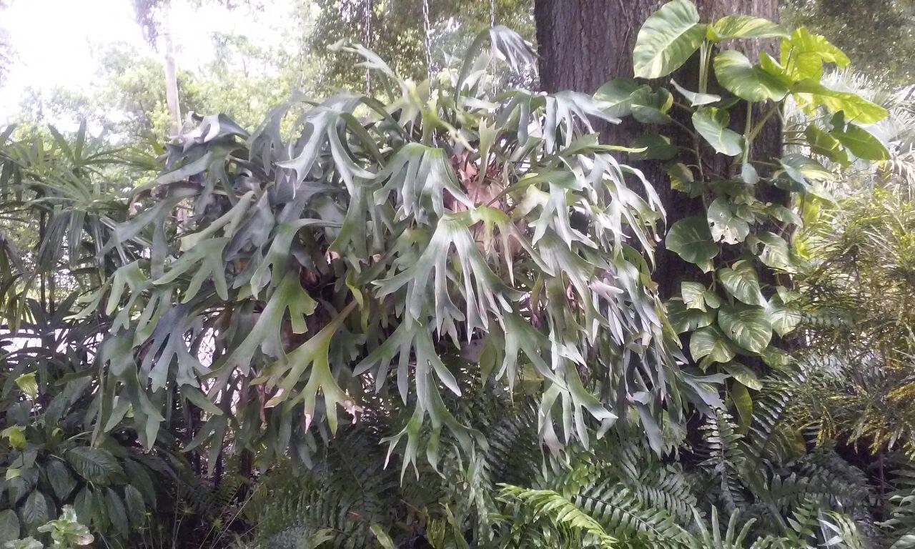 Big staghorn fern