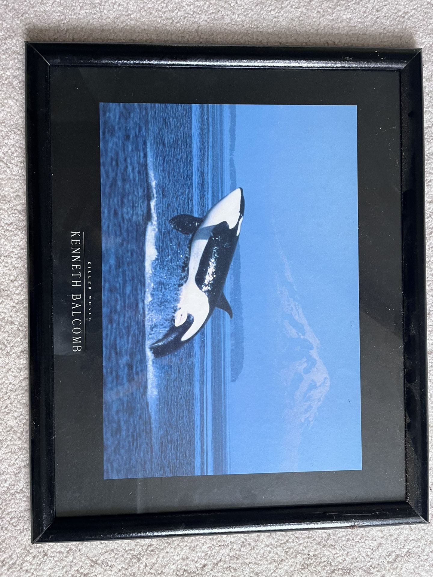 Framed Whale Photo