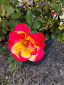Sunset Horizon Rose 🌹 Plant 