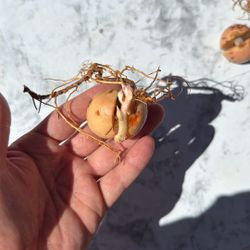 Avocado Already Sprouted Ready To Plant It In The Ground