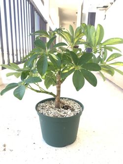 Umbrella Plant Schefflera actinophylla
