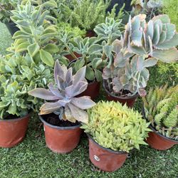 Variety Of Succulents Plants 