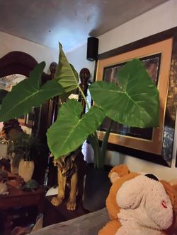 Big elephant ear plant