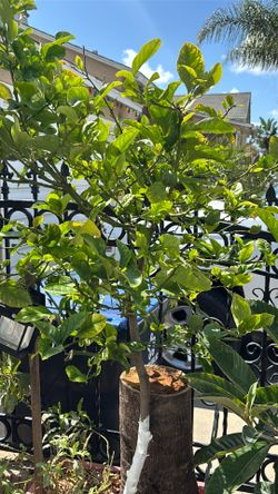Fruits Trees ! Fruits Trees