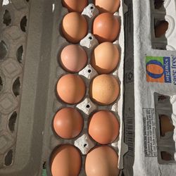 Large Eggs -free range-