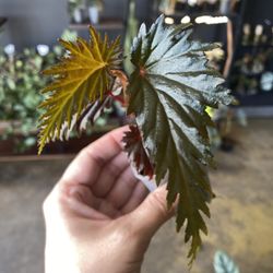 ✨Begonia sp. Miri ✨