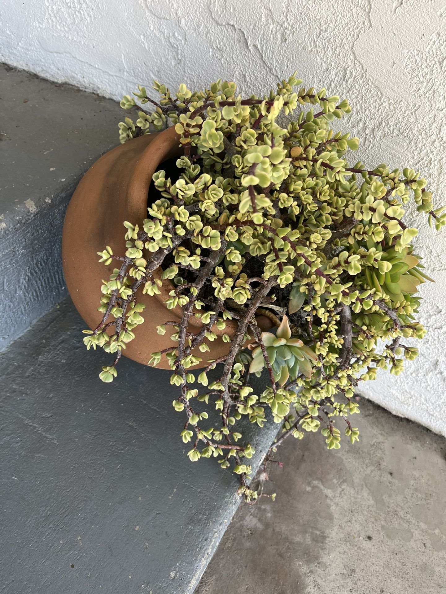 Succulent Arrangement And Pot 