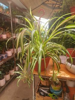 SpiderPlant