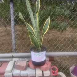 Plants Snake Plant. Or Also Known As La Lengua De La Suegra 