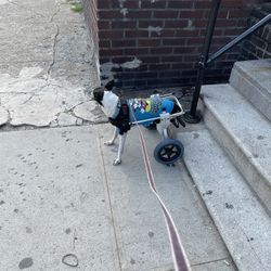 Dog Wheelchair 