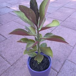 Homegrown African Milk Bush Plant In Ceramic Pot
