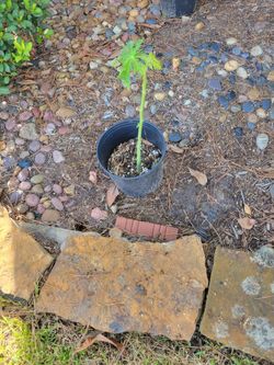 Papaya Plants