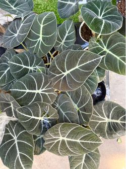 Plants (4”pot🌿Alocasia Black Velvet🖤)