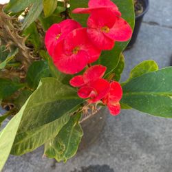 Corona de Cristo/ Crown of Thorns