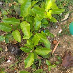 Passion fruit plant o granada china