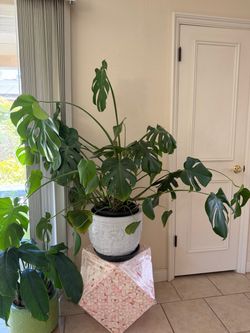 Huge Mature Monstera Deliciosa + Large Ceramic Pot