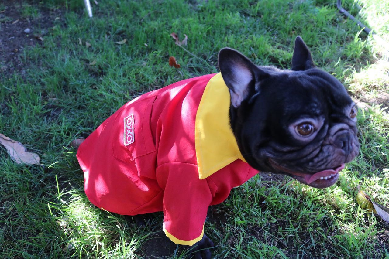 Oxxo Dog Costume 🔥🔥🔥🔥