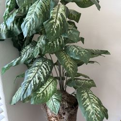 Free Plant 