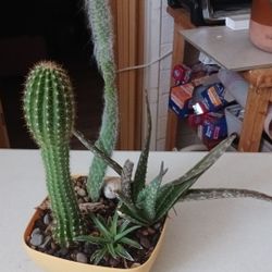 Assortment Of Succulents