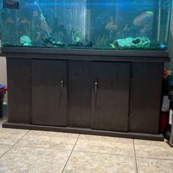 60 Gallon Fish Tank Setup 