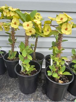 PLANTAS CORONAS DE CRISTO