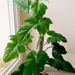 Rare Aroid Philodendron Golden Dragon Plant Starter/ House Plant/ Indoor Plant Flower Patio Garden 
