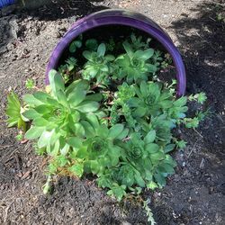 Tons of plants!  Available now!  Hens & Chicks. And Much Much More!