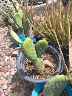 Aloe   and cacti