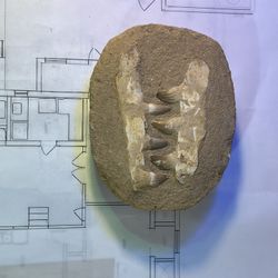 Mosasaurs Teeth and Jaw Fossils Imbedded in rock, Paperweight, 6 x 5”