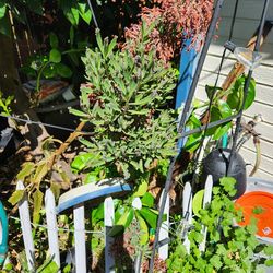 Morher Of A Thousand-on Sale