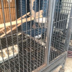 Bird Cages 