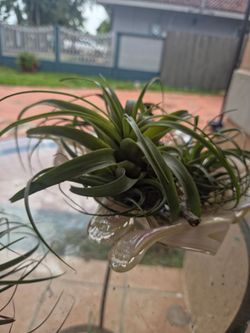 Air plants