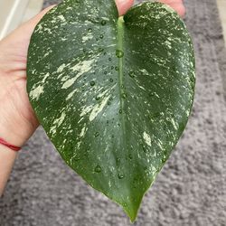 Monstera mint cutting