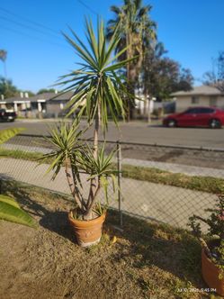 Yucca plant tree