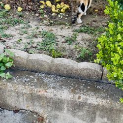 Black Table For Sale! (cat Not For Sale) 