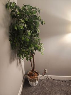 Artifical Ficus Tree