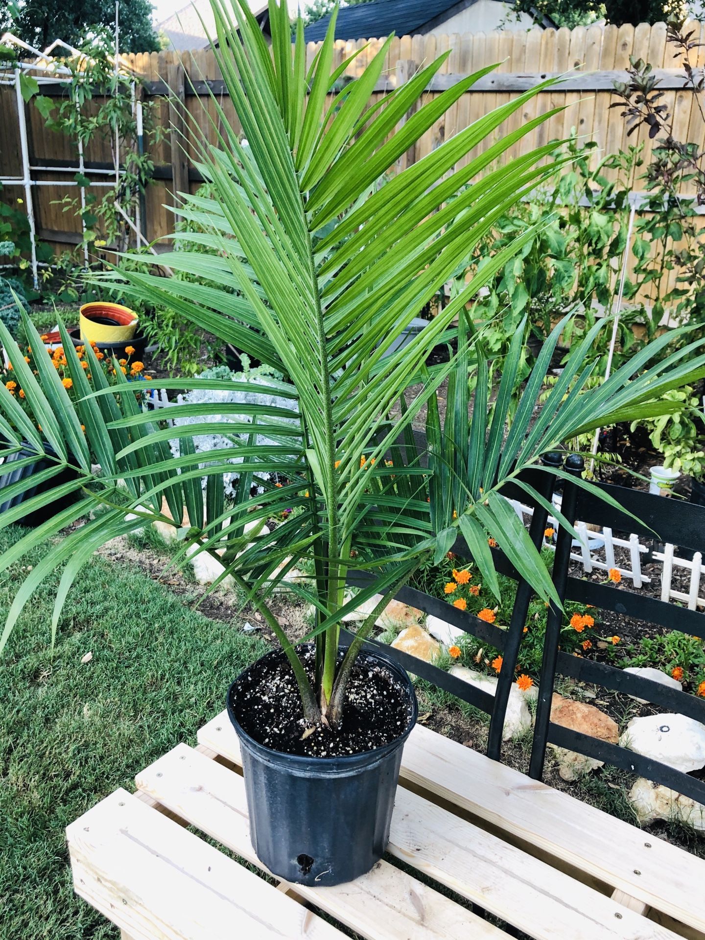 Majesty Palm live plant indoor/patio