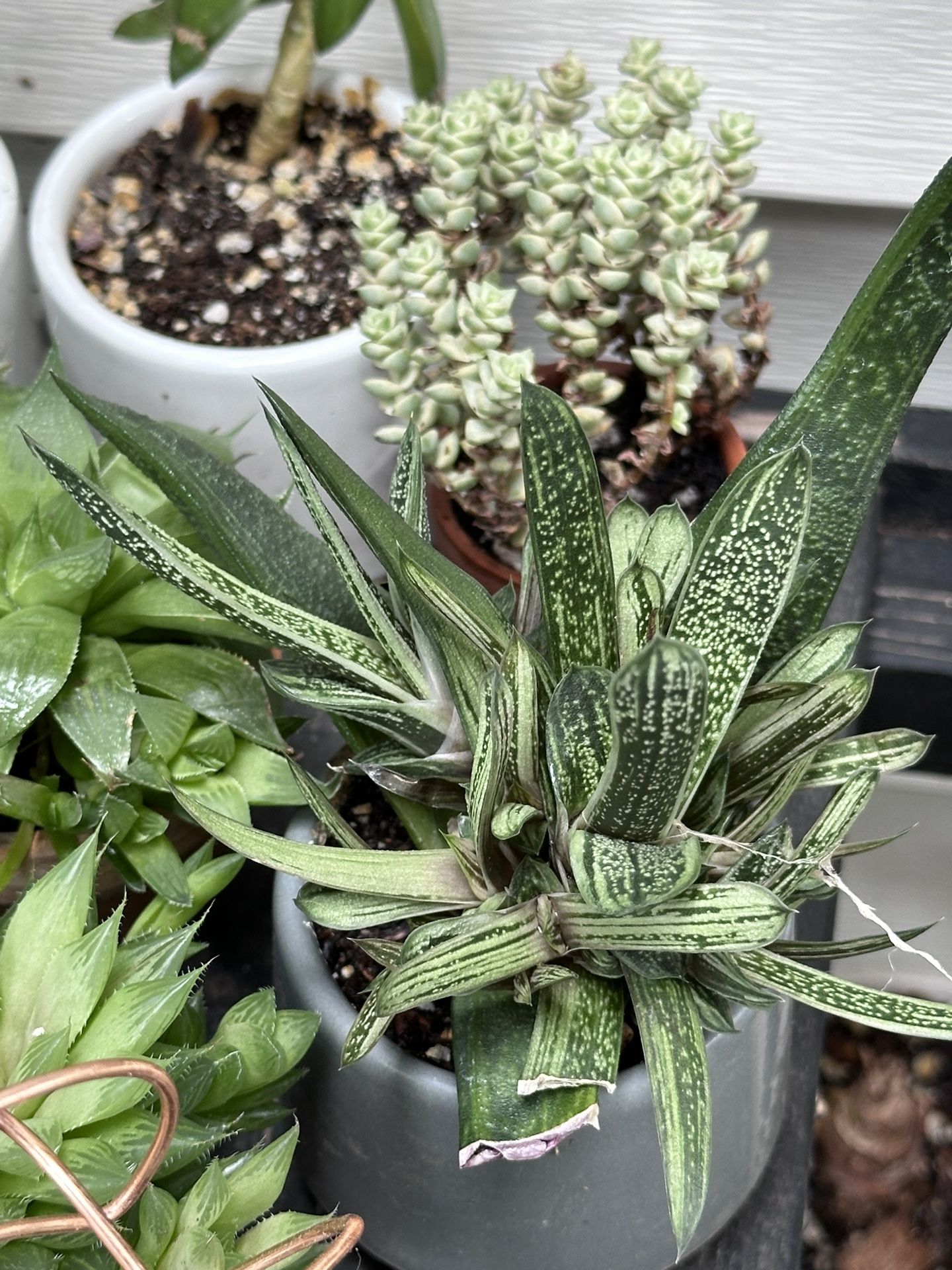 Succulents 