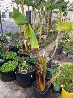 Blue Java Banana Tree