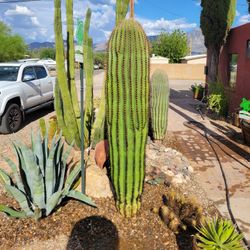 7ft Saguaro Cactus