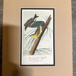 Antique Lithograph Print, J J Audubon, JT Bowen, P182, No 17, Wood Warblers