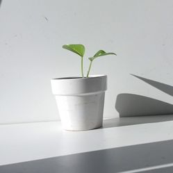 High Variegation Money Plant Pothos Plant/ House Plant/ Indoor Plant Flower Patio Garden 