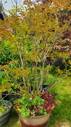 Flowering tree in big pot