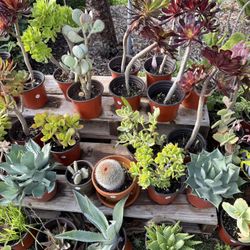 Variety Of Succulents Plants 