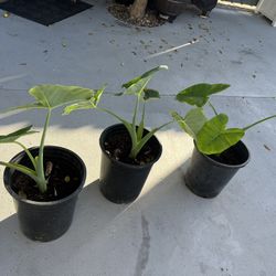 Elephant Ear Plant 