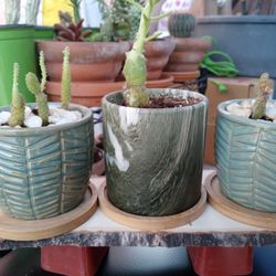 Cactus On Ceramic Pot Set 🌵________  🌵    ( Cactus En Set De Porcelana)