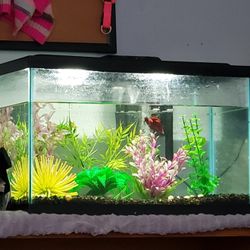 ISO 15 Gallon 