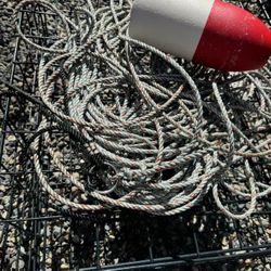 Crab Pot