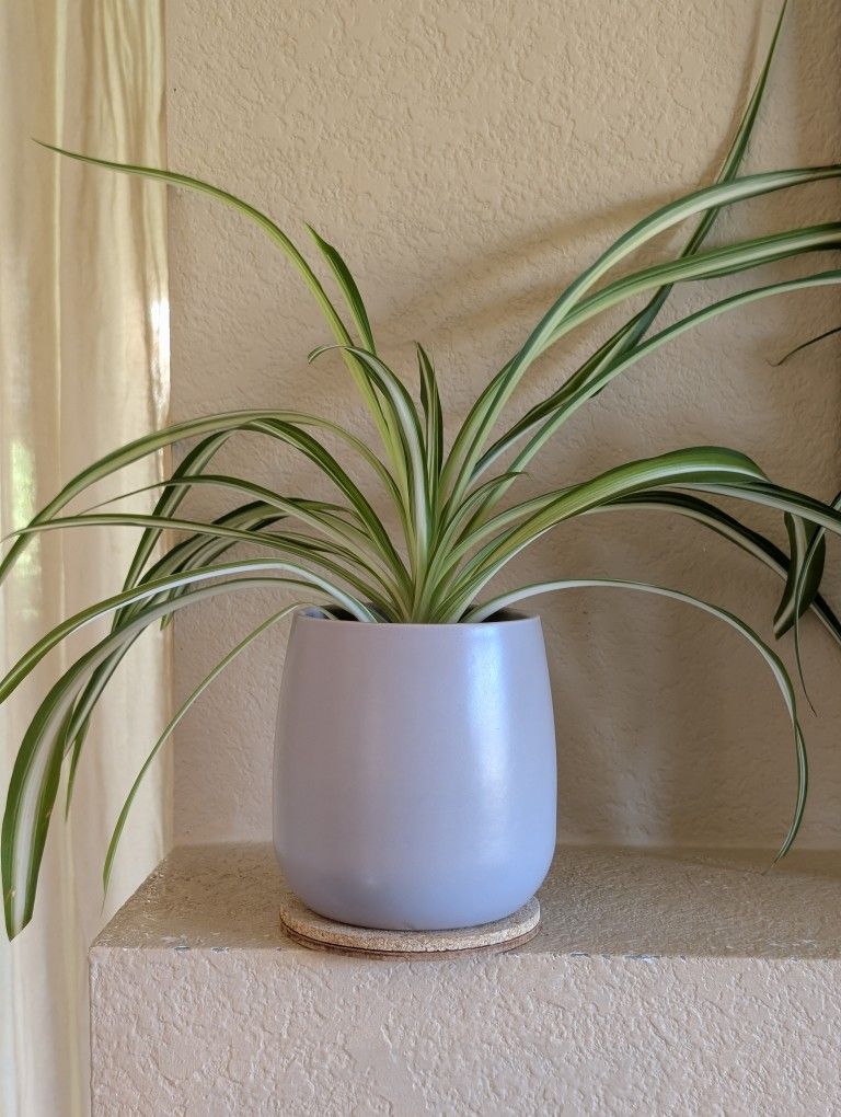 Healthy Beautiful Indoor Plant ( Spider)