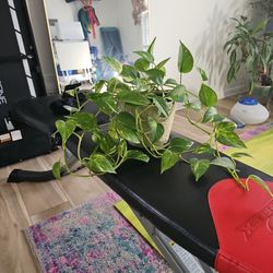 Small Pothos